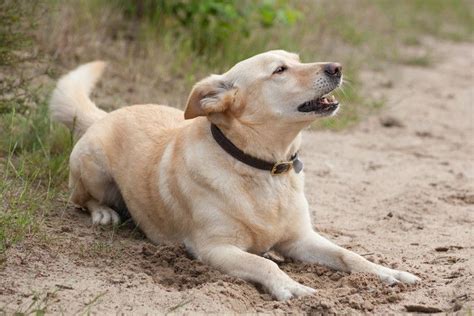 犬の鳴き声を理解して絆を深める