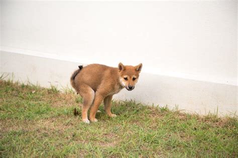 犬はもともと外でトイレをする動物