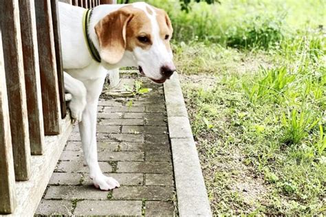 犬を安全に放し飼いにできる：