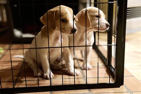 犬を飼わない：