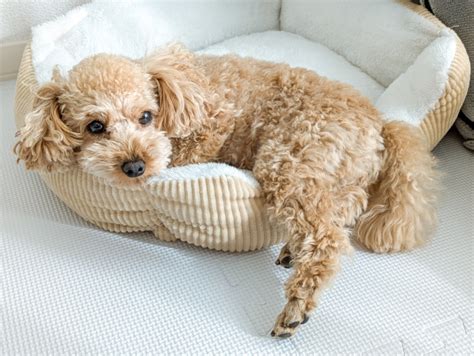 犬アレルギーを引き起こしやすい犬種