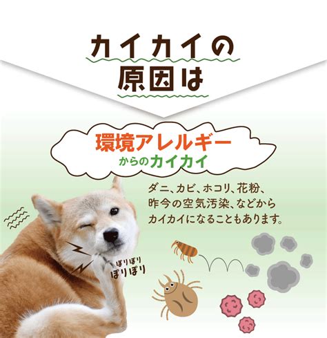 犬アレルギーサプリメントの選び方とおすすめランキング