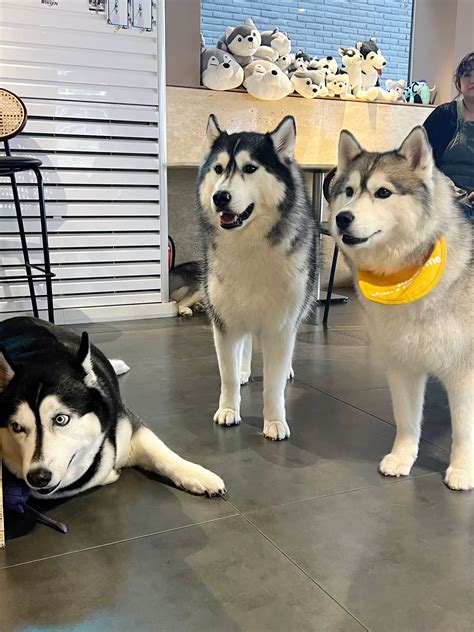 犬旅舍釜山