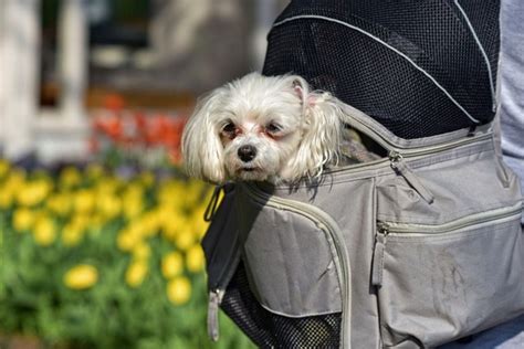 犬用リュックを選ぶ際のポイント