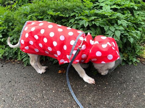 犬用レインコートの選び方とおすすめ商品完全ガイド