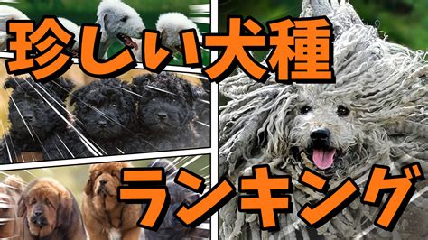 犬界の異端児！珍しい犬のネーミング辞典