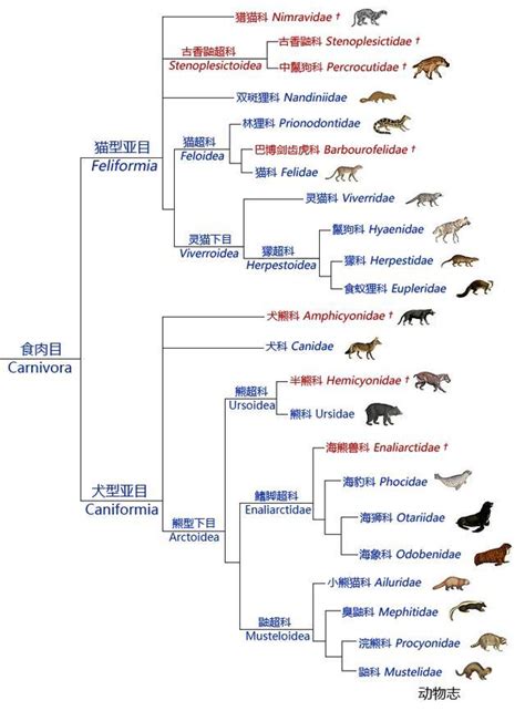 犬科動物的演化與分類