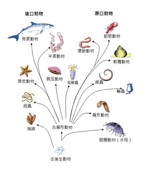 犬科動物：牠們的演化、特徵和與人類的關係