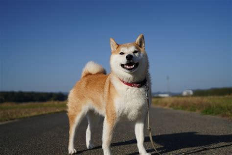 犬種としてのポピー