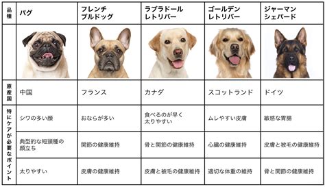 犬種の維持と向上: