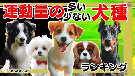 犬種別 吠え声ランキング