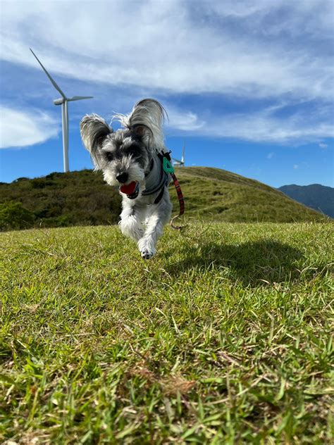 犬連れでのハイキング