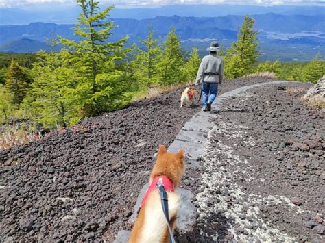 犬連れトレッキングのメリット