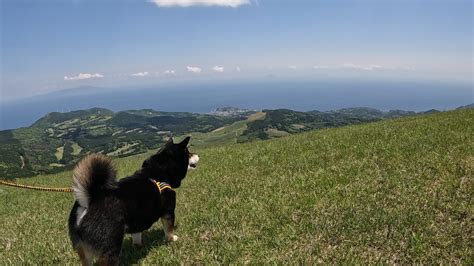 犬連れハイキングの注意点