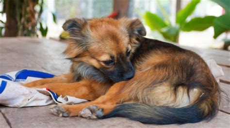 犬飼い必見！ソファーを愛犬から守るための最強対策ガイド