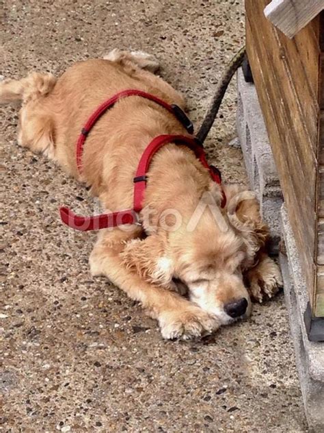 犬 うつ伏せ で 寝る