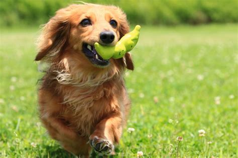 犬 えづく 対処