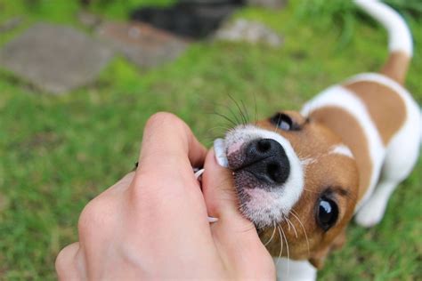 犬 が 手 を 噛む