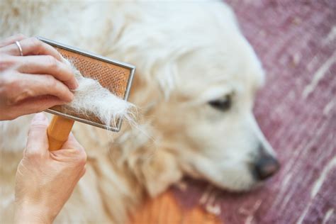 犬 の 毛 が 抜ける 病気