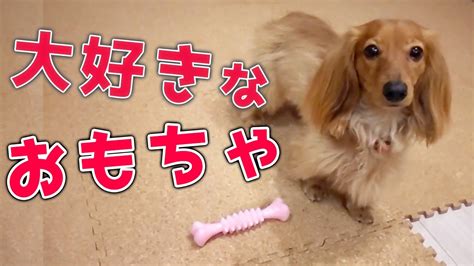 犬 カミカミ棒で愛犬を幸せに！