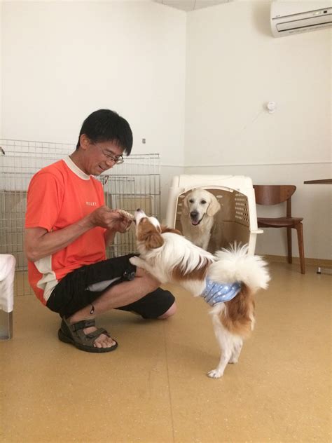 犬 噛み合う