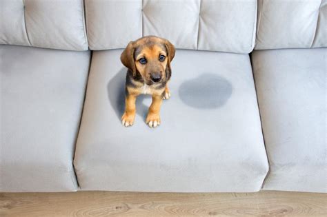 犬 家 の 中 で マーキング