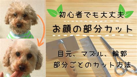 犬 顔 周り カット