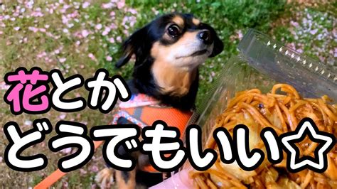 犬 飼い主 忘れる