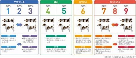 犬 bcs 9 段階