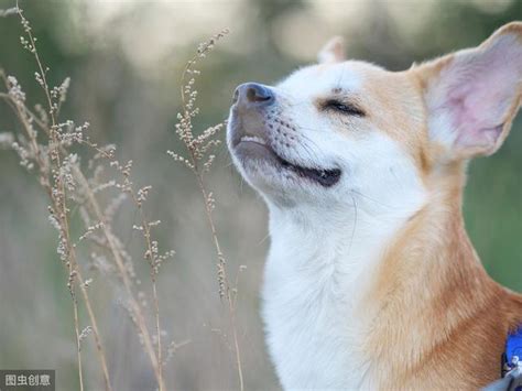 狗狗人：飼養愛犬的終極指南