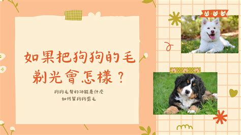 狗狗包包大哉問：4000種款式、10000種選擇，如何挑選最適合愛犬的包包？