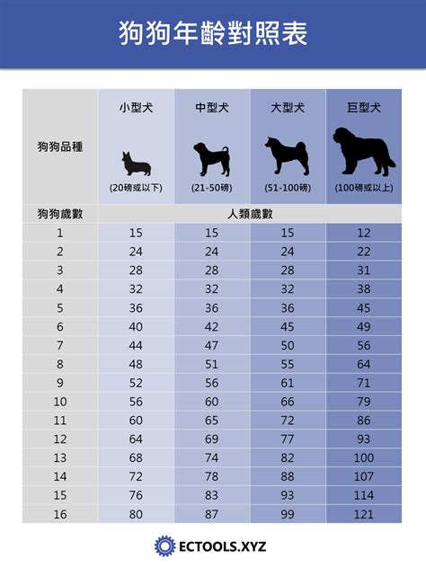 狗狗年齡換算人類年齡的迷思