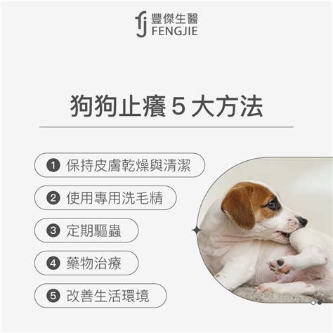 狗狗止癢之道：解決搔癢煩惱，讓愛犬重拾舒適生活