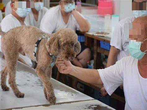 狗狗治療師：撫慰人心的毛茸茸夥伴