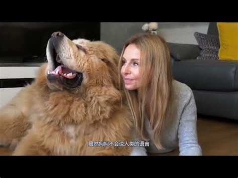 狗狗男：讓愛犬達到巔峰的終極指南