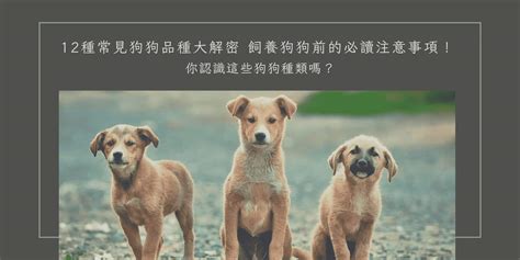 狗狗飼養的注意事項