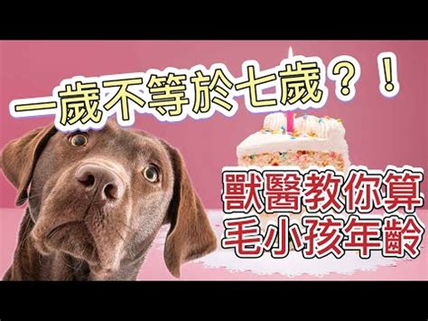 狗狗12歲人類幾歲？換算秘訣一次看懂！