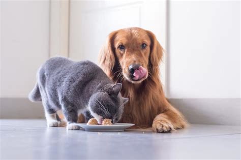 狗糧上癮：寵物與飼主的雙重危機