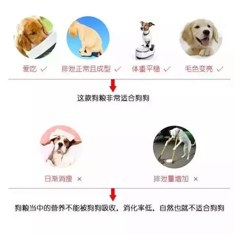 狗糧成癮的危害