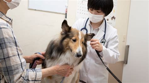 狩野動物病院でペットの健康をサポート