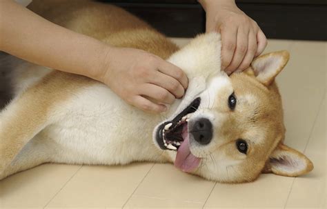 猛暑による犬への影響