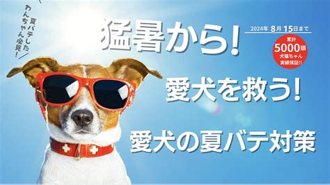 猛暑を乗り切る！ひんやり対策で愛犬を守る