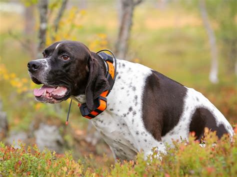 猟犬の犬種：あなたの狩猟体験を高める完璧な相棒