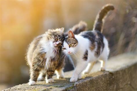 猫がさかりの時期：飼い主必見の対処法