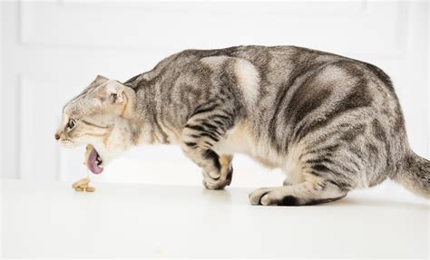 猫がよく吐く理由と対処法 - あなたの愛猫が快適に過ごすために