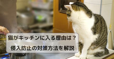 猫がキッチンに入る理由