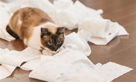 猫がトイレカバーで遊ぶ理由と対策