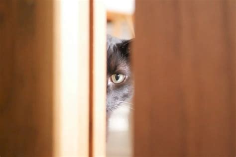 猫がドアノブを開けてしまう理由