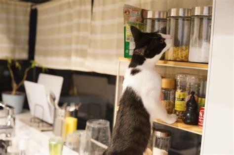 猫が台所に侵入する理由