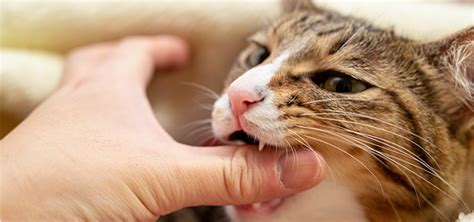 猫が噛みつく主な理由